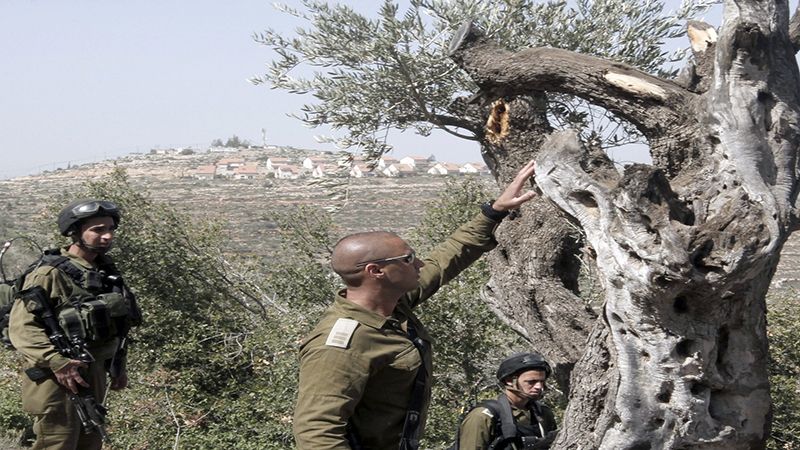 الاحتلال يعتقل سبعة فلسطينيين في الضفة الغربية ويضرم النار بأشجار الزيتون