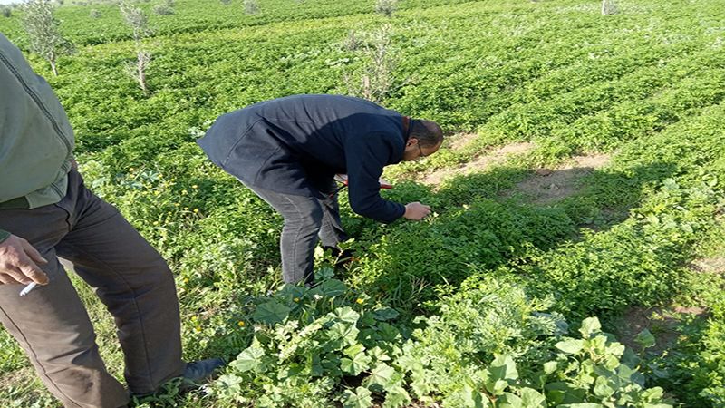 خسائر المزارعين الفلسطينيين على حدود غزة تتخطّى المليون دولار