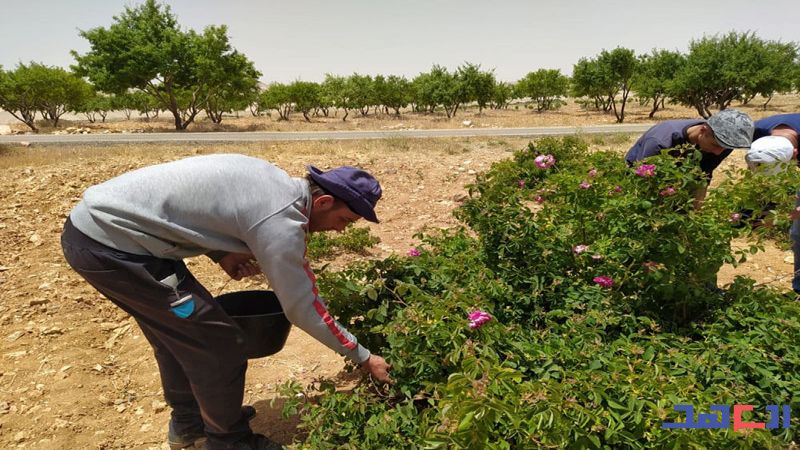 في موسم قطافها.. "العهد" في الموطن التاريخي للوردة الشامية