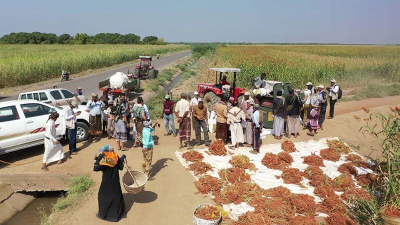 من رماد العدوان يزهر اليمن: ما ذل شعبٌ يأكل مما يزرع