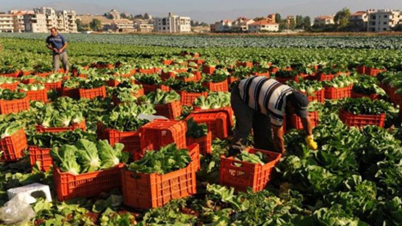 الزراعة في الهرمل الى اتساع.. عودةٌ الى الأرض هربًا من أعباء جمّة