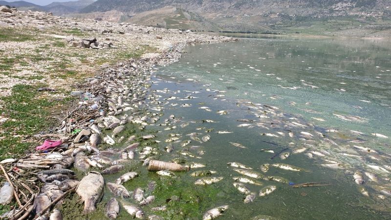 وزارة الصحة تنبّه من خطورة استهلاك أسماك غير معروفة المصدر