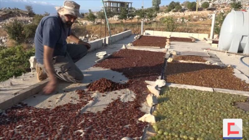 عنبُ لبايا.. ثمرة الخيرُ الوافر