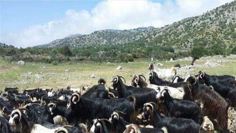 السرقة الإسرائيلية للبنان تطال الماعز!