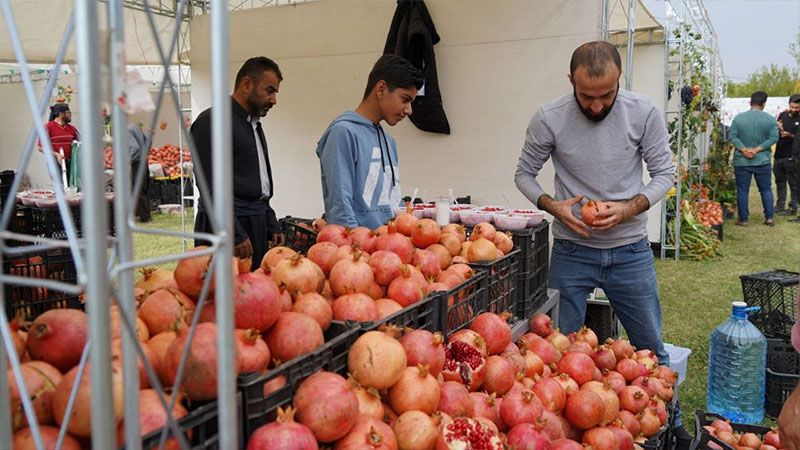 كردستان: انطلاق مهرجان الرمان في محافظة حلبجة