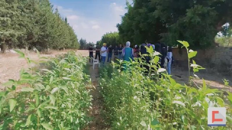 زراعة الزعفران تطرق أبواب الجنوب.. حقول تجريبية على طريق نشرها