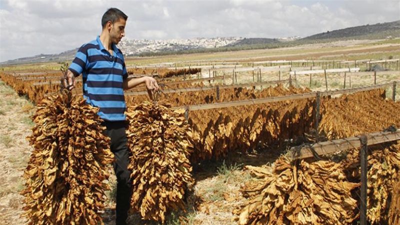 لبنان| نقابة مزارعي التبغ نوّهت بدور الإمام الصدر وطالبت بعودة مشاريع التنمية الزراعية