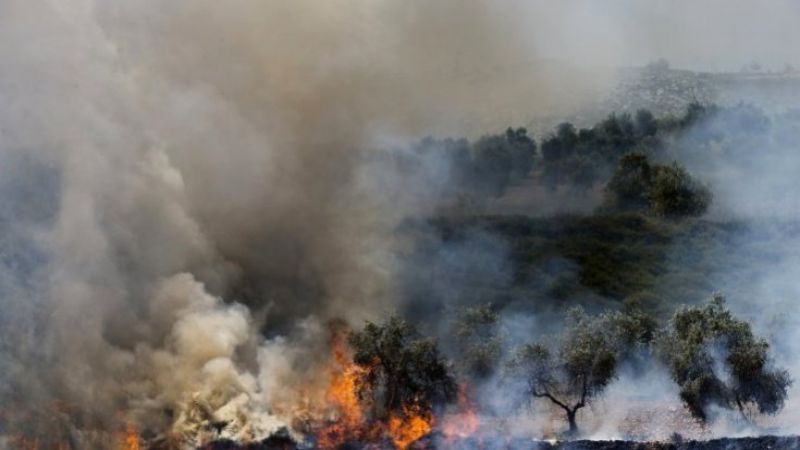 فلسطين المحتلّة: اعتقالات وإحراق لأشجار الزيتون في الضفة الغربية